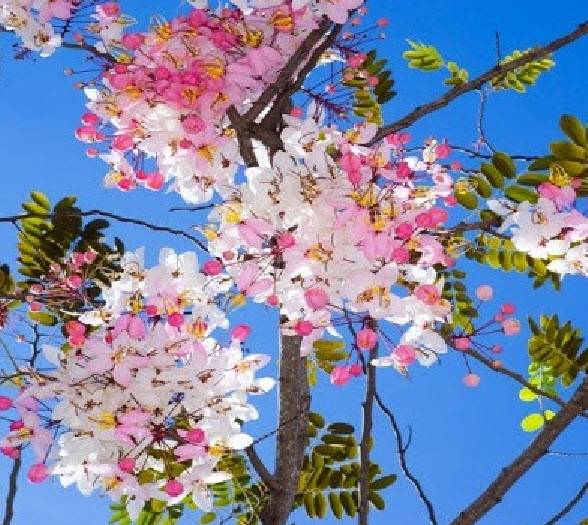 กัลปพฤกษ์ (Pink cassia) / 25 เม็ด (P2S)