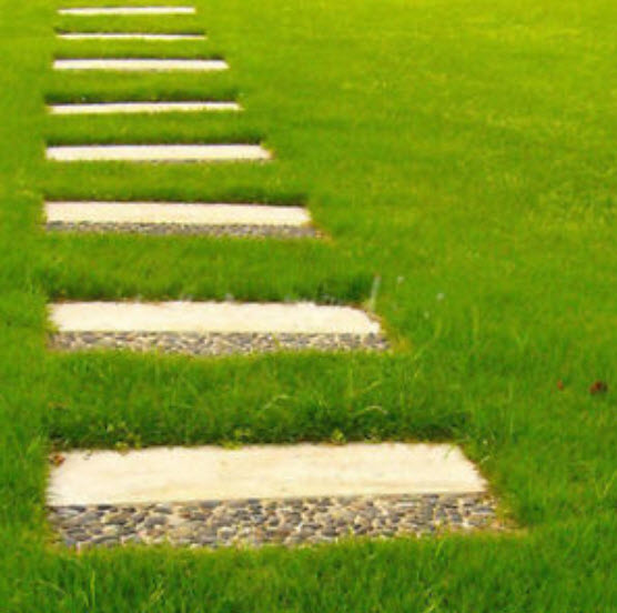 หญ้าสนามหญ้า สีเขียว / 10,000 เม็ด (นอก)