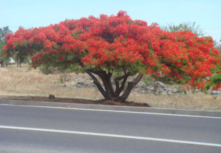 หางนกยูง ดอกสีส้ม-เหลือง / 5 เม็ด (Australia)