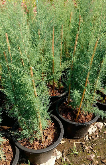 ต้นสนชมพู สนดอกชมพู สนทามาริกซ์ (Tamarix Rosea) กระถาง 10 นิ้ว สูง 75-100 ซ.ม.