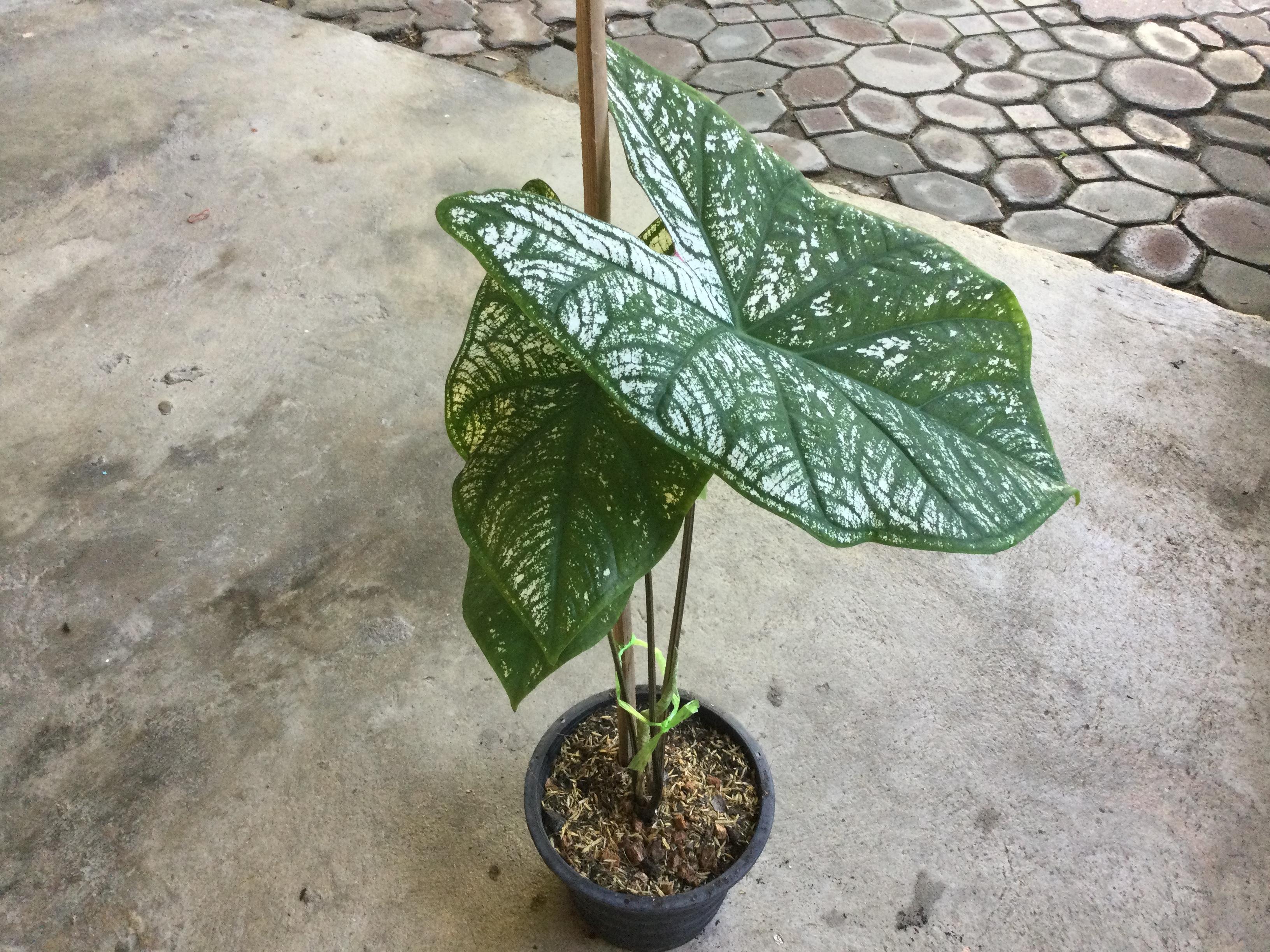 ต้นบอนสี "อิเหนา" กระถาง 8 นิ้ว สูง 45-60 ซ.ม. / ต้น