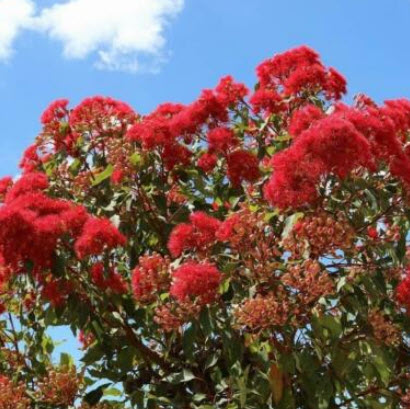 ยูคาลิปตัสแดง / ยูคาลิปตัสออสเตรเลีย (Corymbia ficifolia) / 10 เม็ด (Australia) *