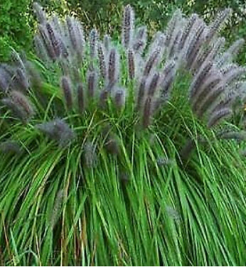 หญ้าน้ำพุจีน (Chinese Fountain Grass) / 100 เม็ด (France)*