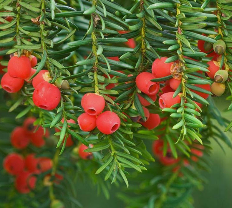 สนยู สนยิว สนอังกฤษ Taxus Baccata / 5 เม็ด (Czech)