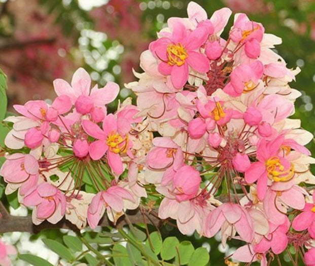 ชัยพฤกษ์ (Java cassia) / 25 เม็ด (P2S)