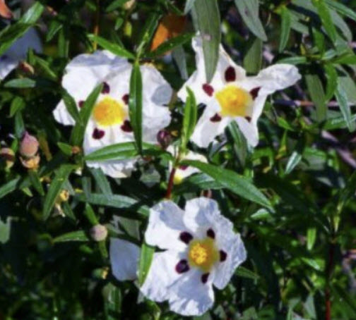 กัมร็อคโรส (Gum rockrose / Cistus ladanifer) / 200 เม็ด (France) *