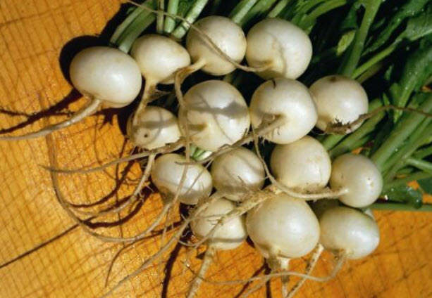 ไชเท้า เฮลสโตน หรือไชเท้าขาว (Radish Hailstone) / 500 เม็ด (UK)