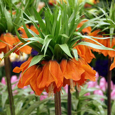 มงกุฏจักรพรรดิ์ (Crown Imperial) สีส้ม / 50 เม็ด