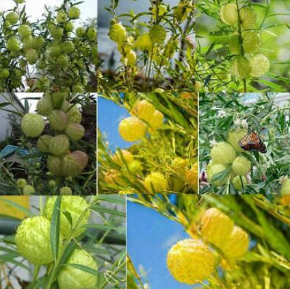 สวอนแพลนท์ / หงส์เหิร / บอลลูน ฟรุต / 10 เม็ด (Portugal)