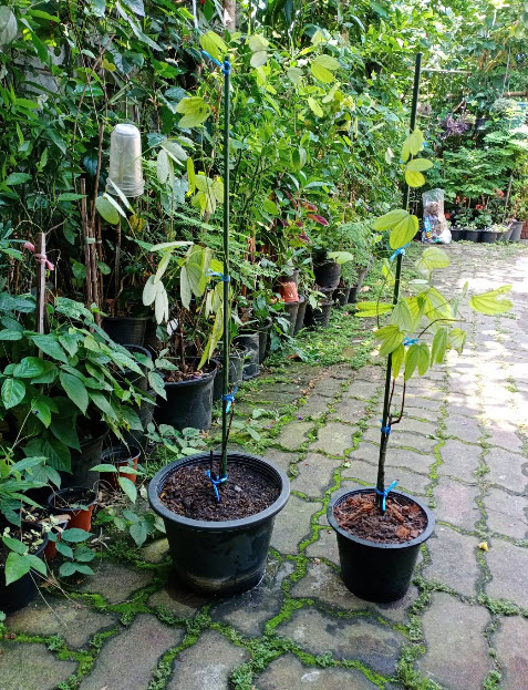 ต้นสร้อยสยาม หรือชงโคสยาม กระถาง 8 นิ้ว ไม้เถาเลื้อย