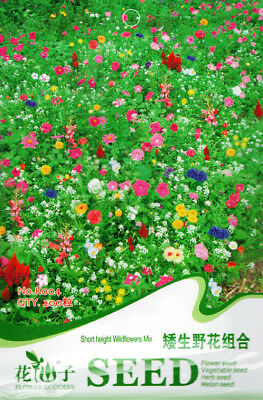 ดอกไม้ป่า (wildflowers) ต้นเตี้ย สูง 10-30 ซ.ม. / ซอง 200 เม็ด (K004)