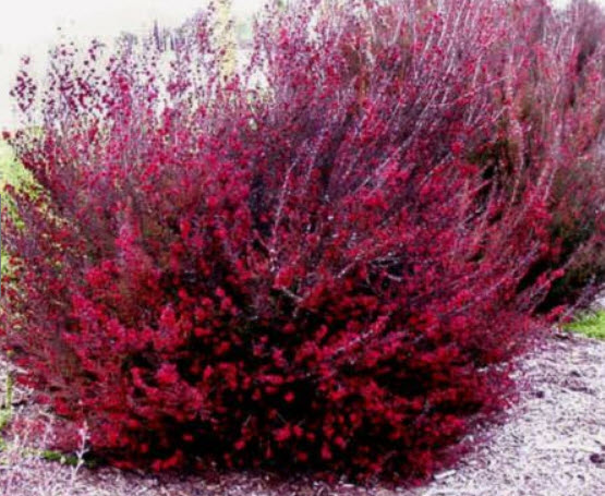 มานูก้า แดง ซ้อน (Manuka / Tea Tree) / 100 เม็ด (NZ)*