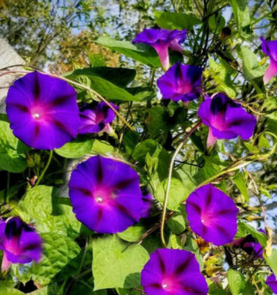 มอร์นิ่ง กลอรี่ (Morning Glory) หรือผักบุ้งฝรั่ง คละสี / ซอง 40 เม็ด