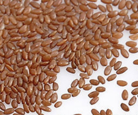 ไฮยาซินธ์ / ผีกตบชวา (Hyacinth) คละสี / 300 เม็ด