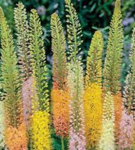 ลิลลี่หางหมาจิ้งจอก (Foxtail Lily / Eremurus isabellinus) คละ / 10 เม็ด (Spain)