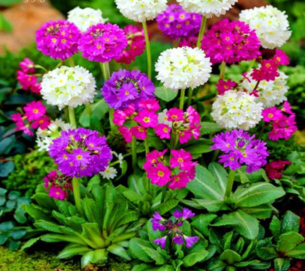 พริมโรส ดรัมสติ๊ก (Primrose Drumstick) คละ / 850 เม็ด (UK)