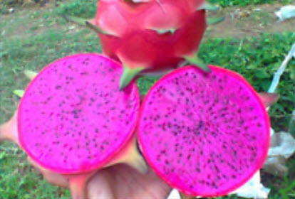 แก้วมังกรม่วง (Purple Pitaya) / 100 เม็ด