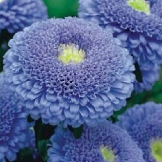 แอสเตอร์ (Aster - Christina Chinesis) สีม่วง / ซอง 120 เม็ด (Ukraine)