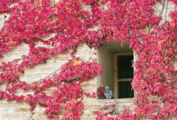 บอสตัน ไอวี่ (Boston Ivy) แดง / 10 เม็ด (UK)