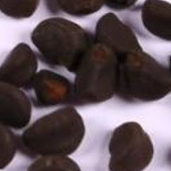 ไซคลาเมน (Cyclamen) สีเหลือง / 20 เม็ด (Malaysia)