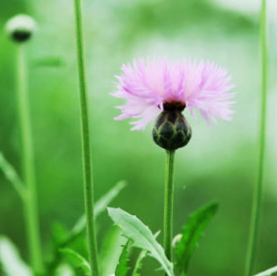 คอร์นฟลาวเวอร์ (Cornflower / Centaurea) สีชมพู / ซอง 40 เม็ด (A081)