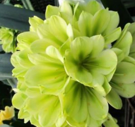 คลีเวีย (Clivia) เขียว / 5 เม็ด