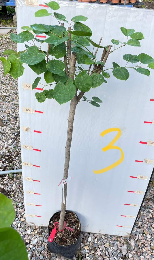 ต้นเรดบัด ขนาดใหญ่ ลำต้น 2 ซ.ม.พร้อมติดดอกได้เลย เลือกต้นได้