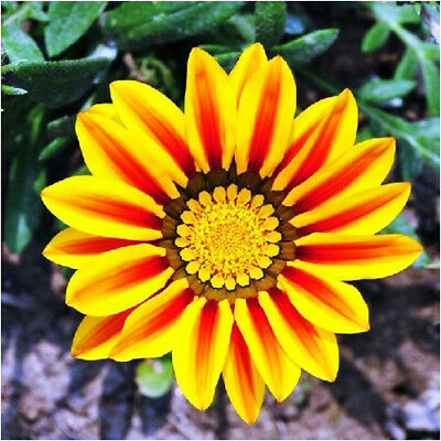 กาซาเนีย (Gazania) คละ / ซอง 50 เม็ด (A029)