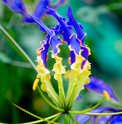 ดองดึง (Flame lily / Climbing lily) น้ำเงิน-เหลือง / 10 เม็ด