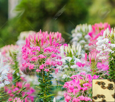 เสี้ยนฝรั่ง (Spider flower) คละ / ซอง 80 เม็ด (P2S)*