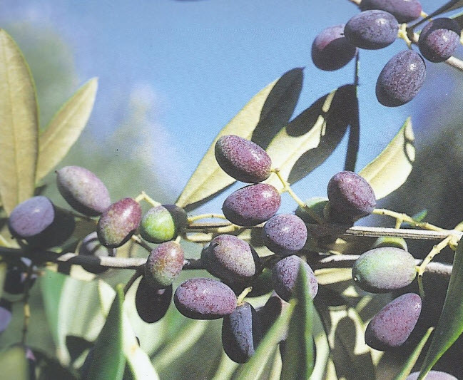 ต้นมะกอกโอลีฟ สายพันธุ์ พิสซิออตตาน่า (Pisciottana olive) อิตาลี สูง 100-120 ซ.ม.