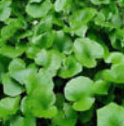 วาซาบิ (Wasabi) / 100 เม็ด