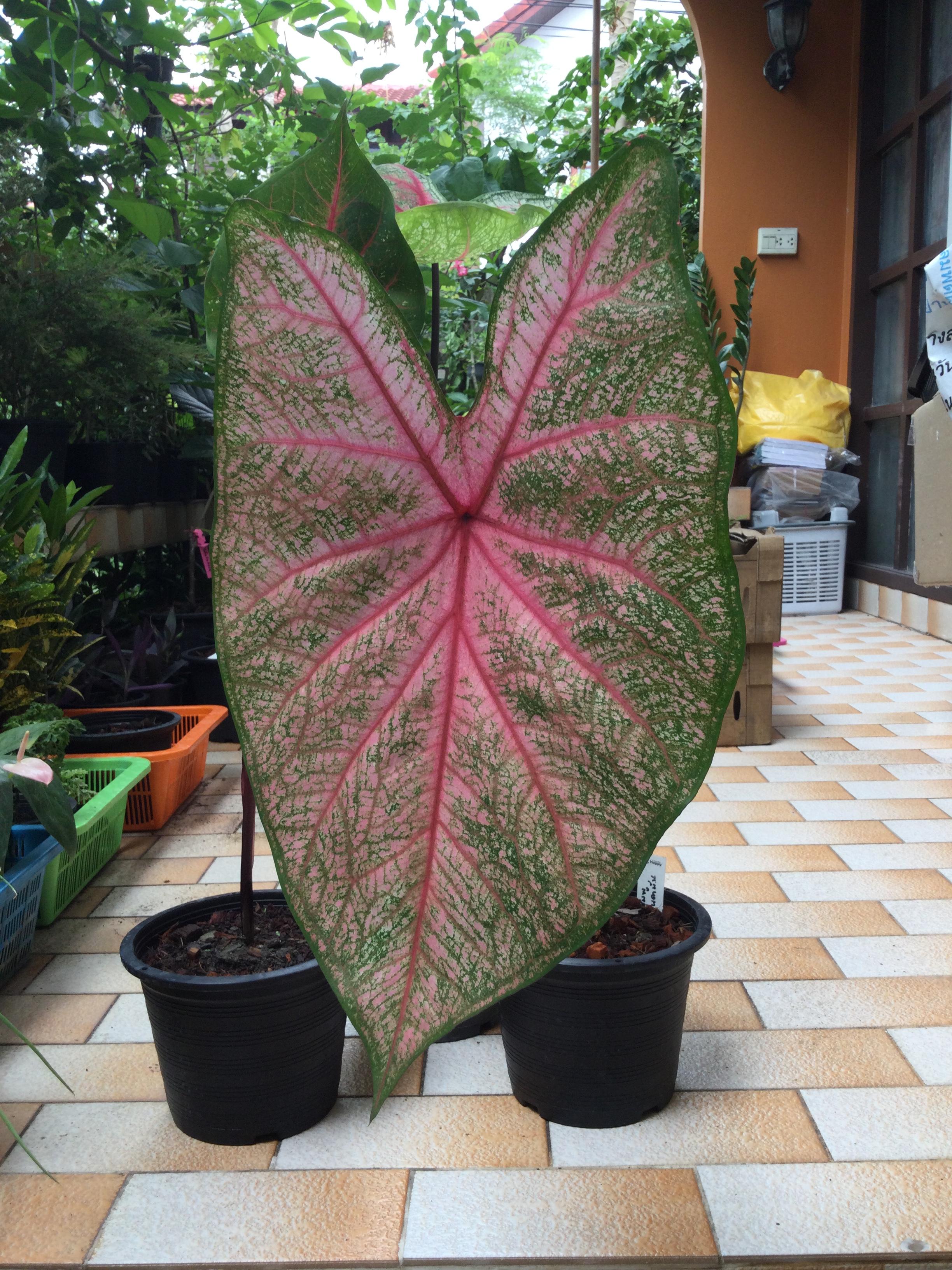 ต้นบอนสี ชมพูอันดามัน กระถาง 8 นิ้ว / ต้น*