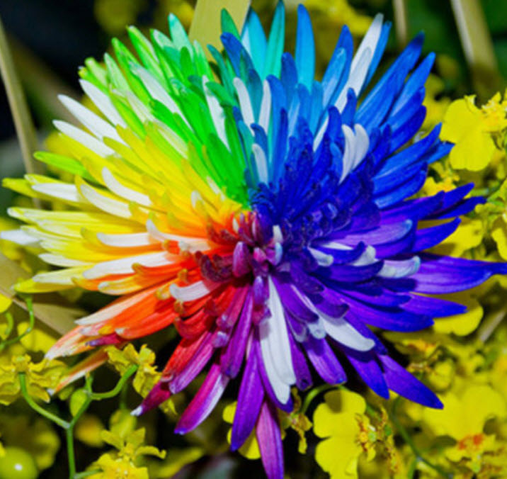 เบญจมาศแฟนซี / 100 เม็ด