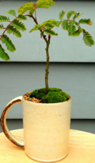 ฮันนี่ โลคัส (Honey Locust) บอนไซ / 25 เม็ด (UK)