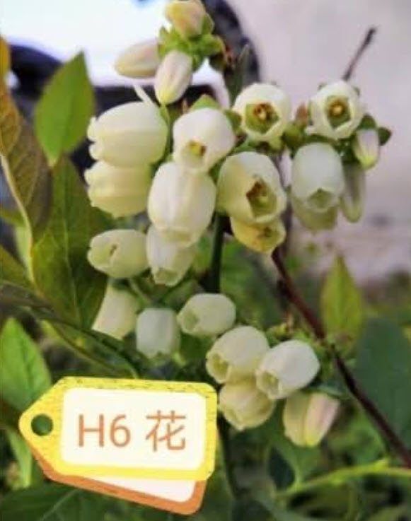 ต้น บลูเบอรี่ Blueberry สายพันธุ์ H6 ต้นเพาะเนื้อเยื่อ อายุต้น 3 ปี+ สูง 30-60 ซ.ม.