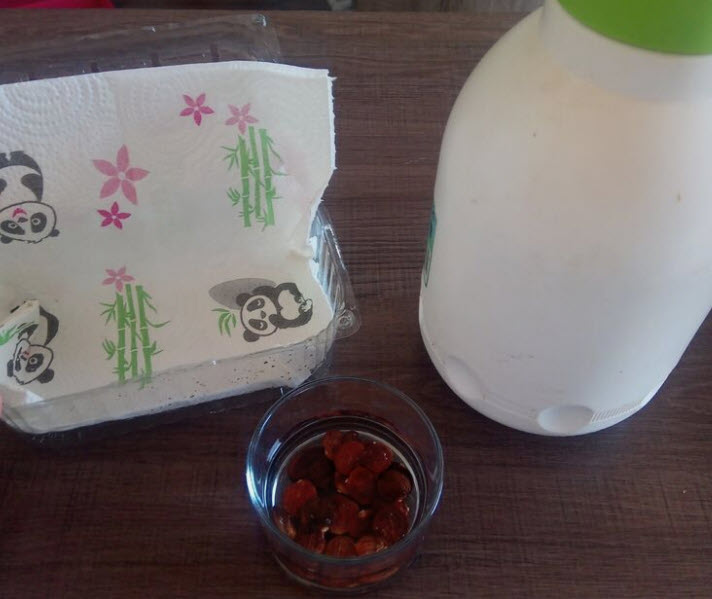 วิสทีเรียญี่ปุ่น วิสทีเรียดอกสีขาว / 5 เม็ด (Malta)