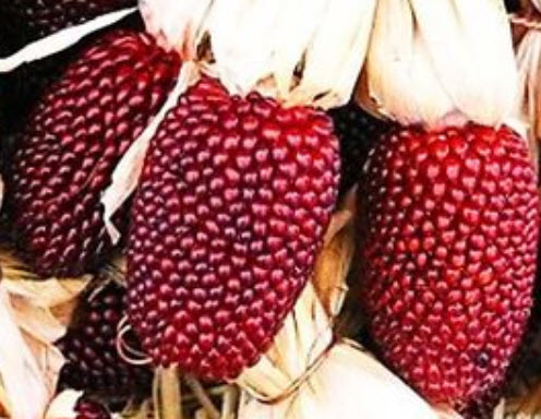 ข้าวโพดสตรอเบอรี่ (Corn Strawberry) สีแดง / 15 เม็ด (UK)