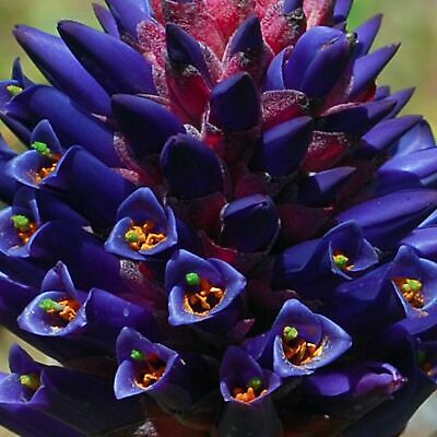ชากัวลิลโล่ (Chagualillo / Puya Venusta) / 10 เม็ด (Portugal)