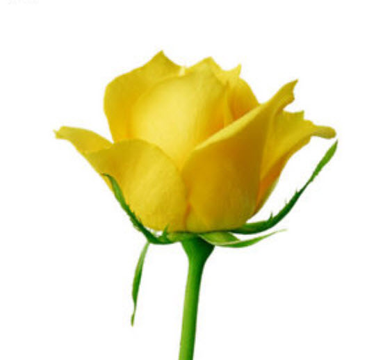 กุหลาบ สีเหลือง / 50 เม็ด (#12)