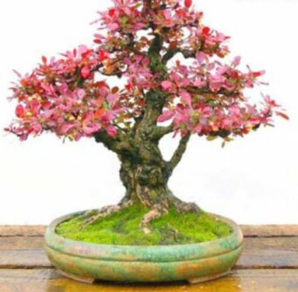 บาเบอรี่แดง (Red Barberry) บอนไซ / 60 เม็ด (UK)