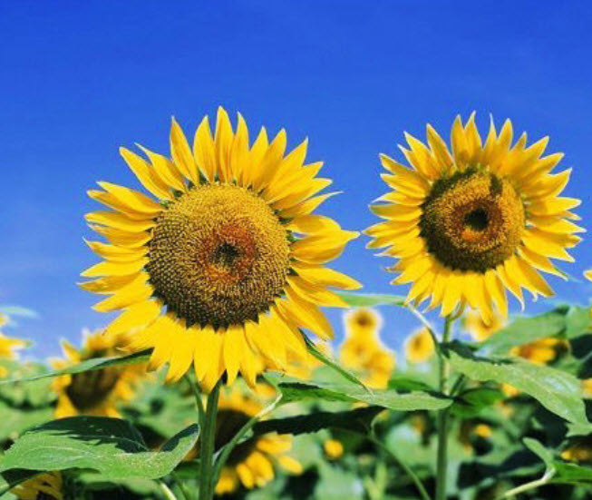 ทานตะวัน (Sunflower) / ซอง 15 เม็ด (A007)