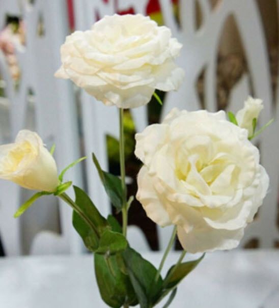ไลซิแอนทัส (Lisianthus) สีเหลืองอ่อน / 50 เม็ด