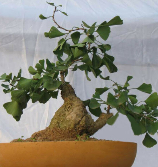 แปะก๊วย บอนไซ (Ginkgo Biloba) / 5 เม็ด (China)