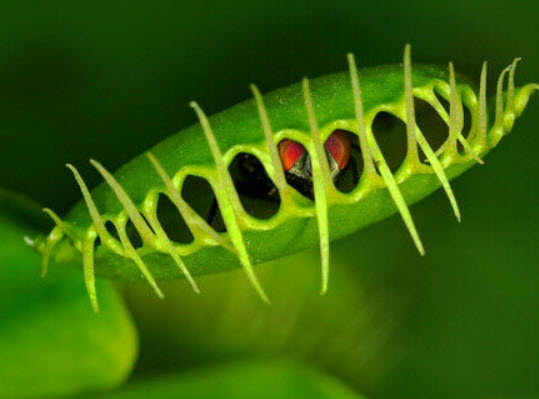 กาบหอยแครง (Venus Flytrap) / 10 เม็ด (UK)