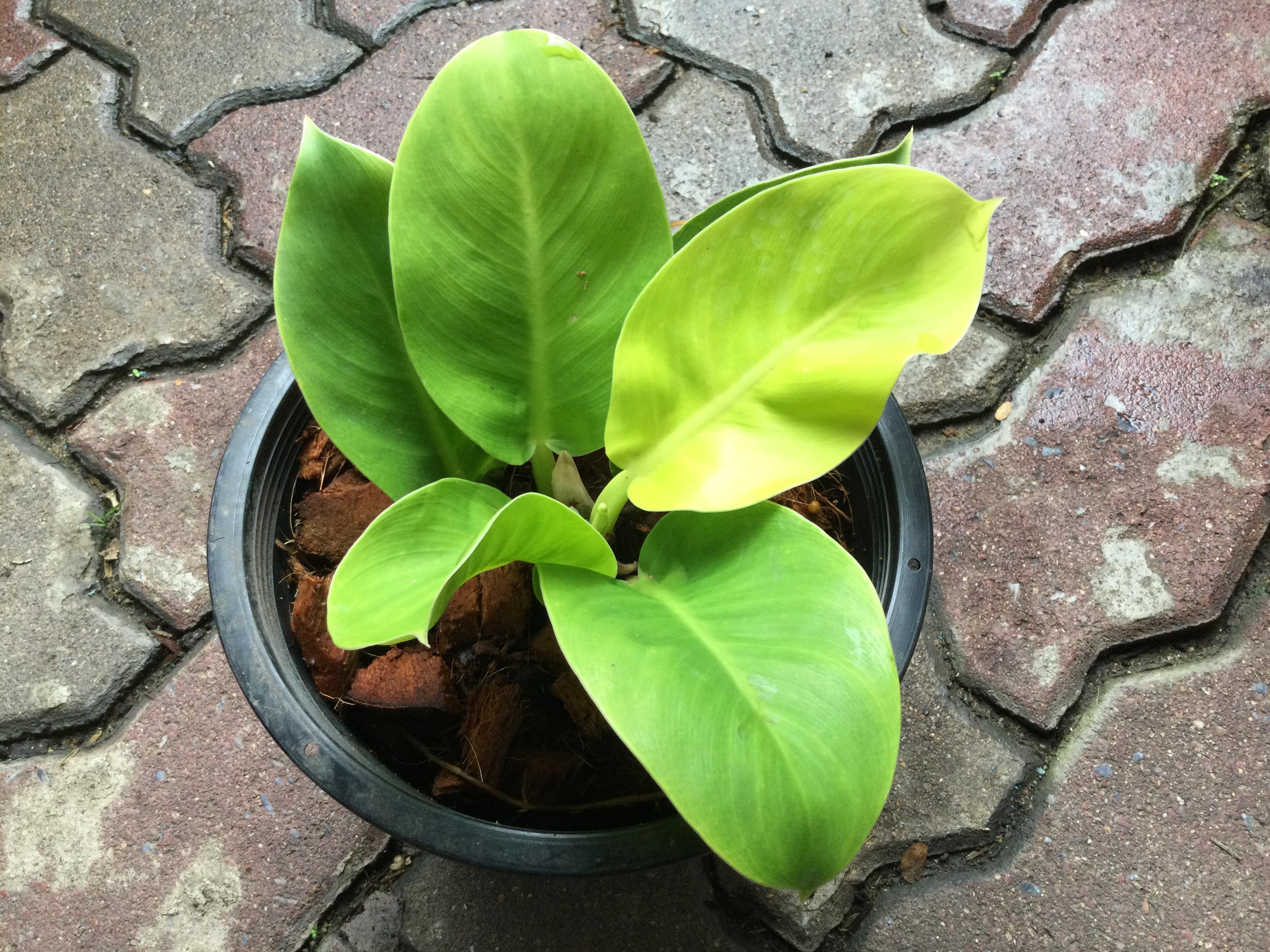 ต้นฟิโล กุมารทองเรียกทรัพย์ หรือมูนไล้ท์ กระถาง 8 นิ้ว