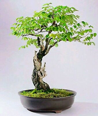 แบล็ค โลคัส บอนไซ (Black Locust bonsai) / 5 เม็ด