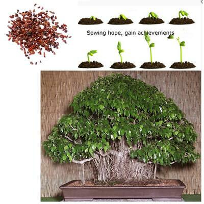 ไทร บอนไซ (Weeping Fig) / 20 เม็ด (นอก)