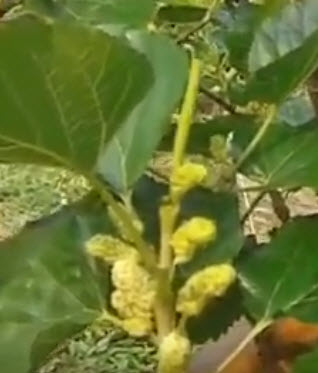 ต้นหม่อน (Mulberry) ขาวออสเตรเลีย สูง 40-60 ซ.ม. / ต้น