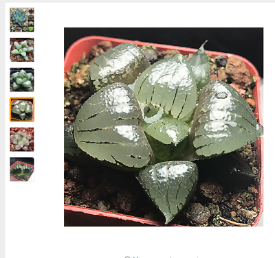 ฮาโวเทีย (Haworthia cooperi) คละ / 50 เม็ด
